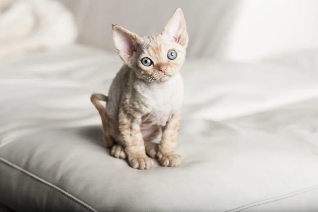 Devon rex-valp på en seng