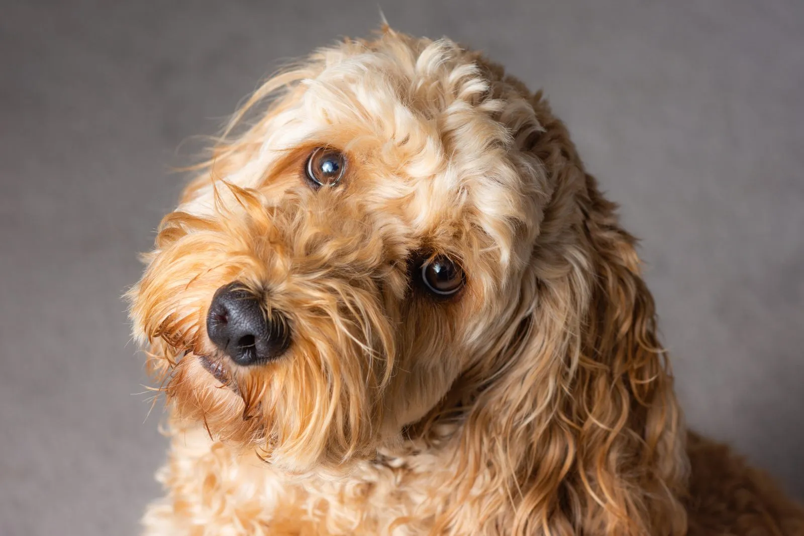 Cockapoo ser inn i kameraet