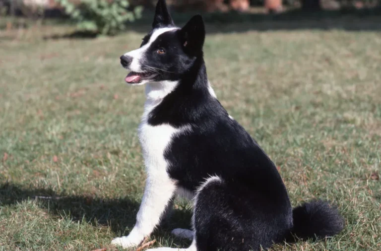 Karelsk bjørnehund sitter på gresset
