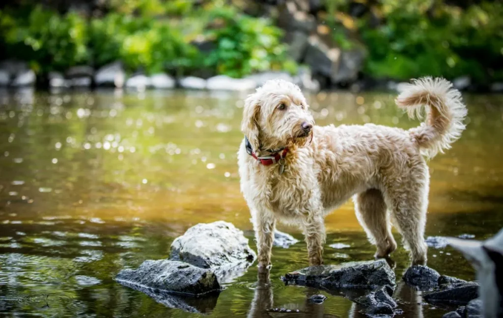 Labradoodle står i vann