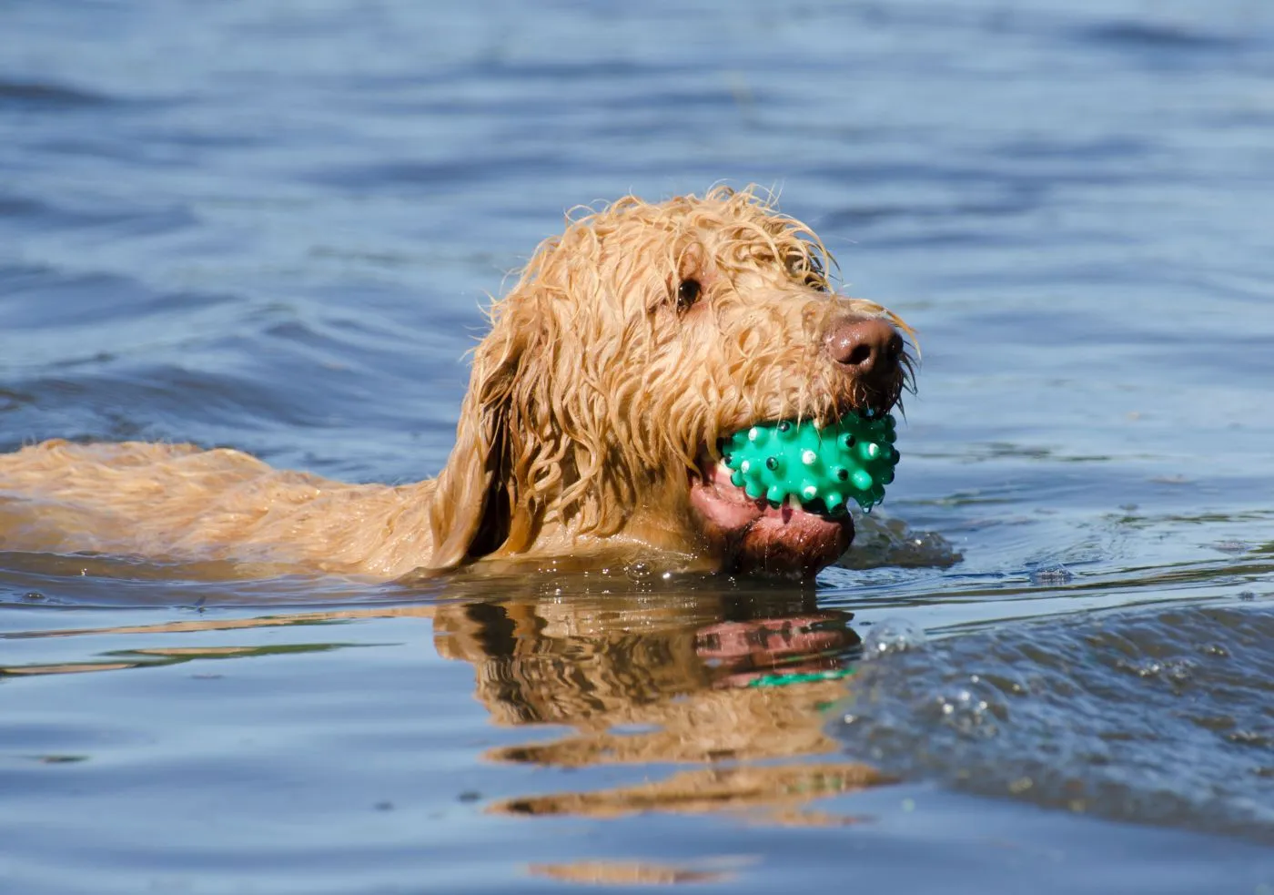 Labradoodle svømmer i en innsjø