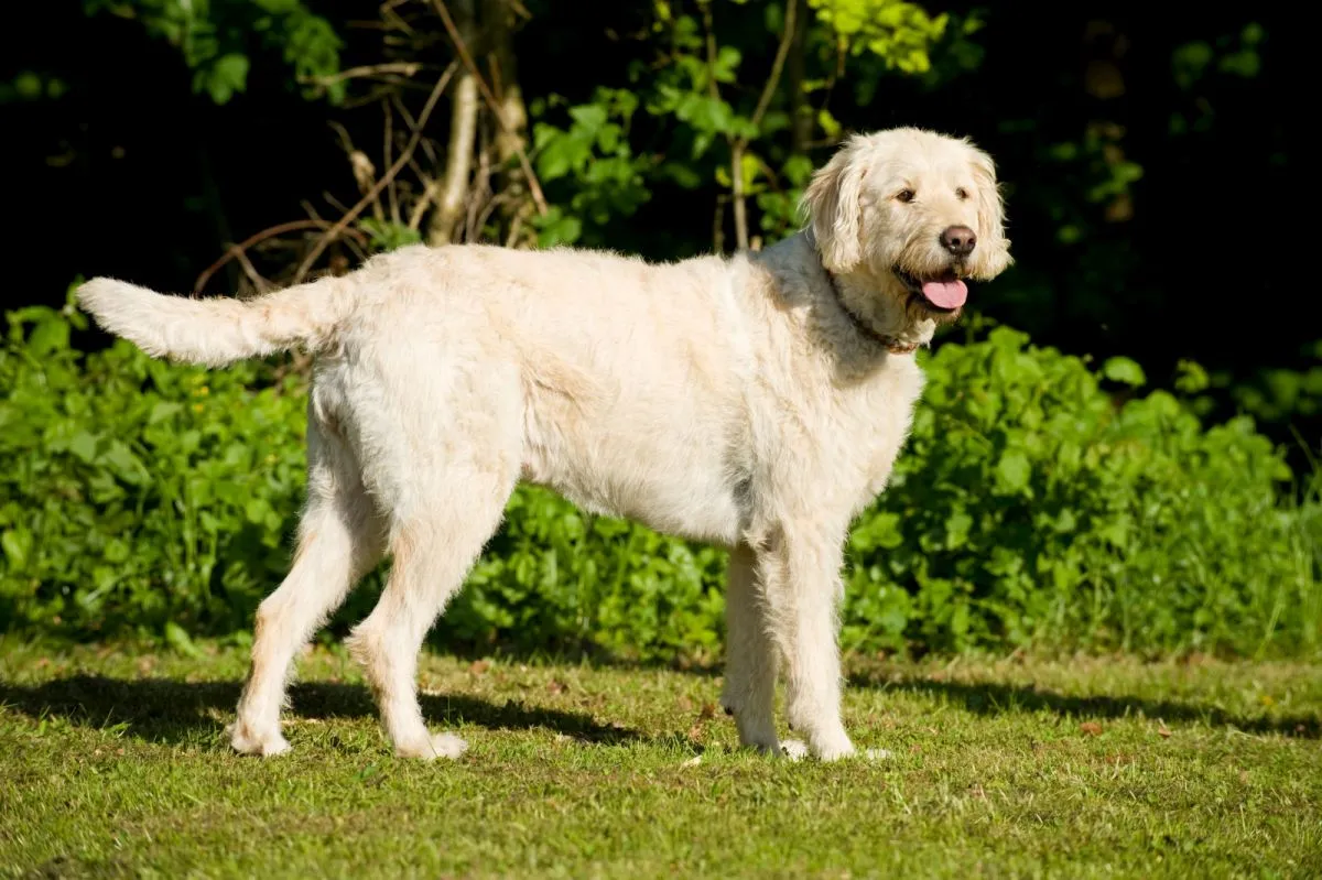 Labradoodle på gresset