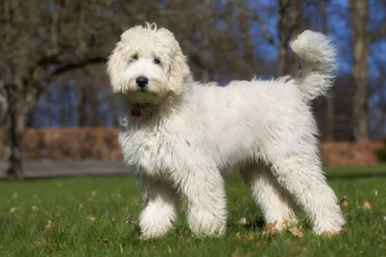 Labradoodle på engen