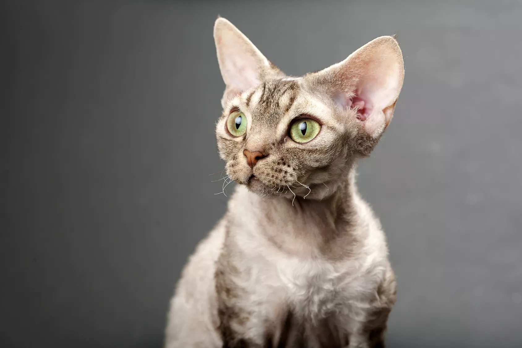 Devon rex ser inn i kameraet