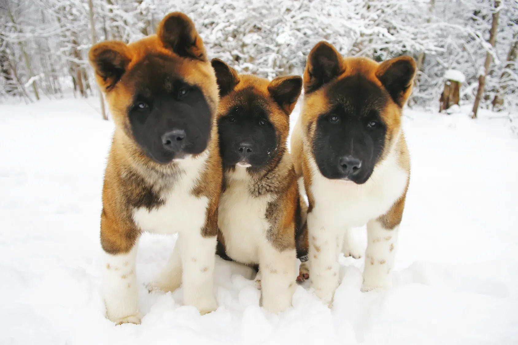 Amerikanske akita valper