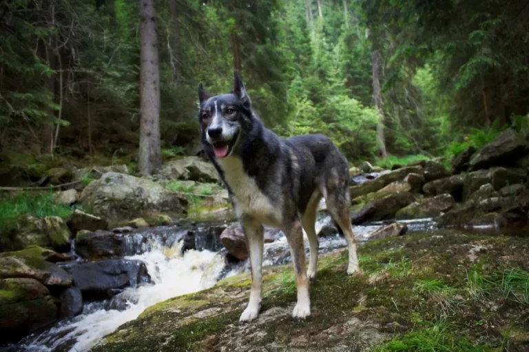 Alaska husky i skogen