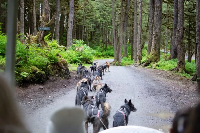 En gruppe Alaska huskyer i hundespann