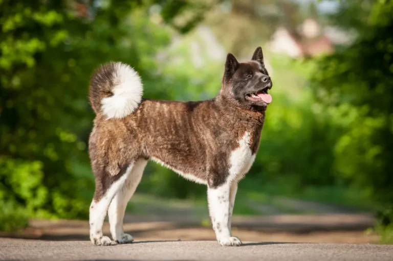Amerikansk akita i skogen