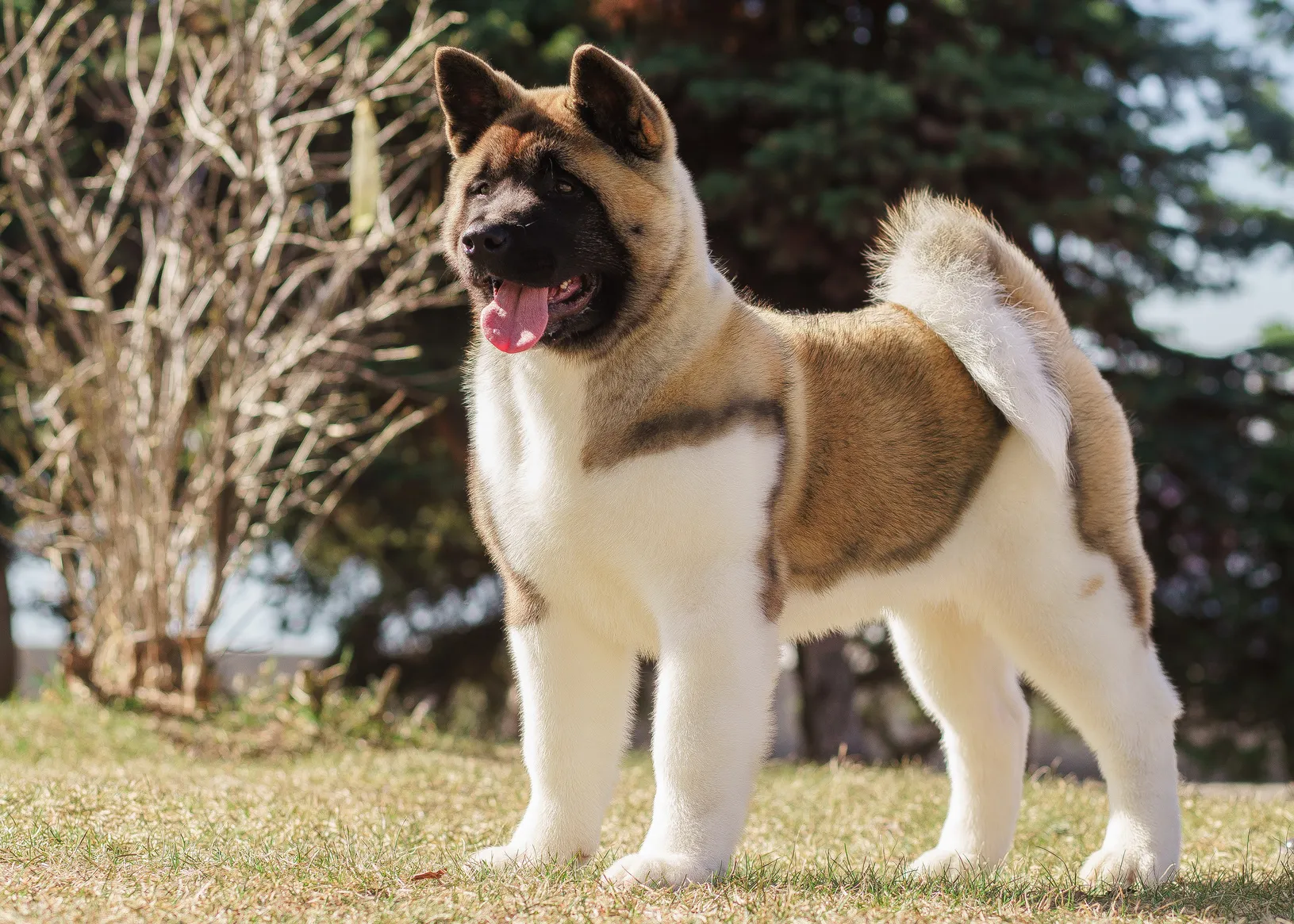 Ung amerikansk akita