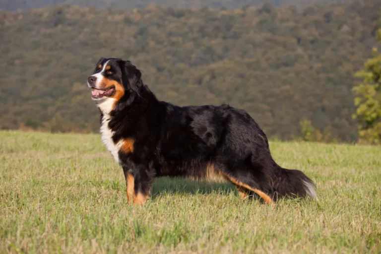 Berner sennenhund på enga