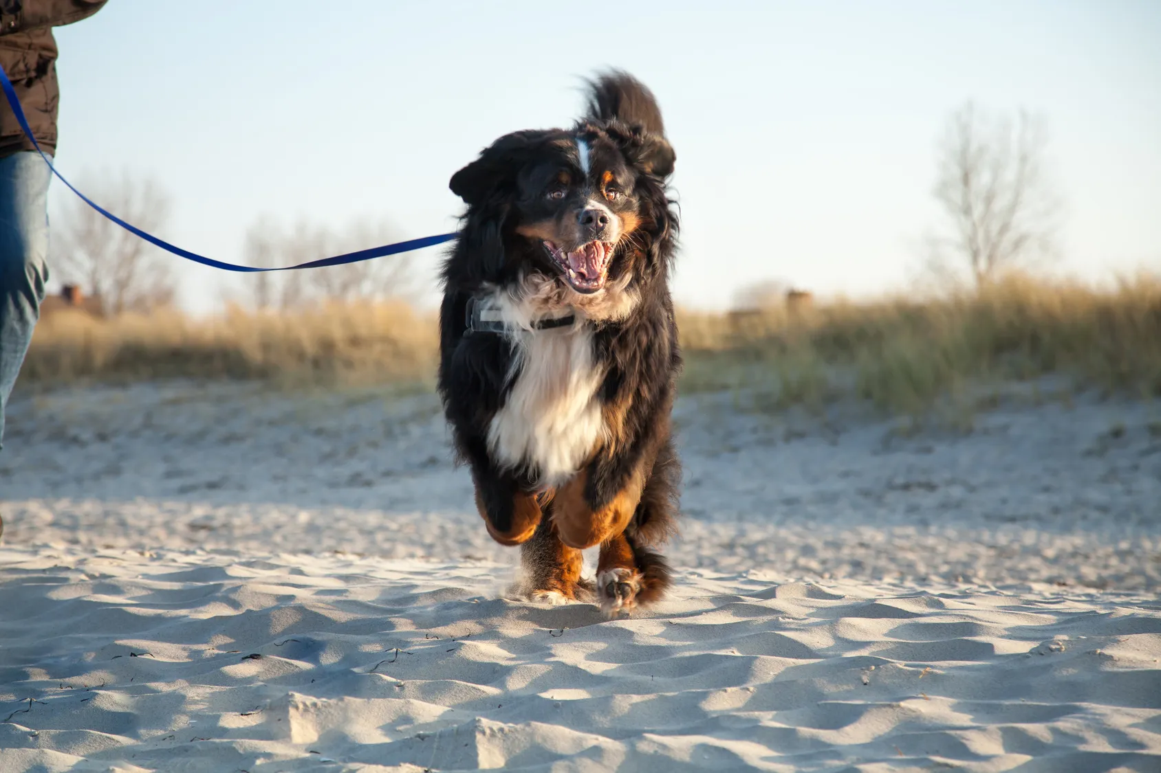 Berner sennenhund ved sjøen