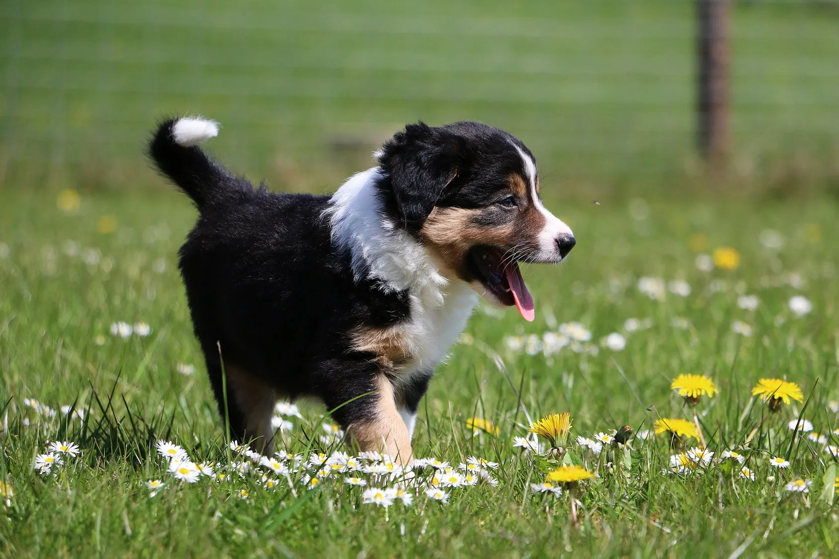 Berner sennenhund velperpå engen