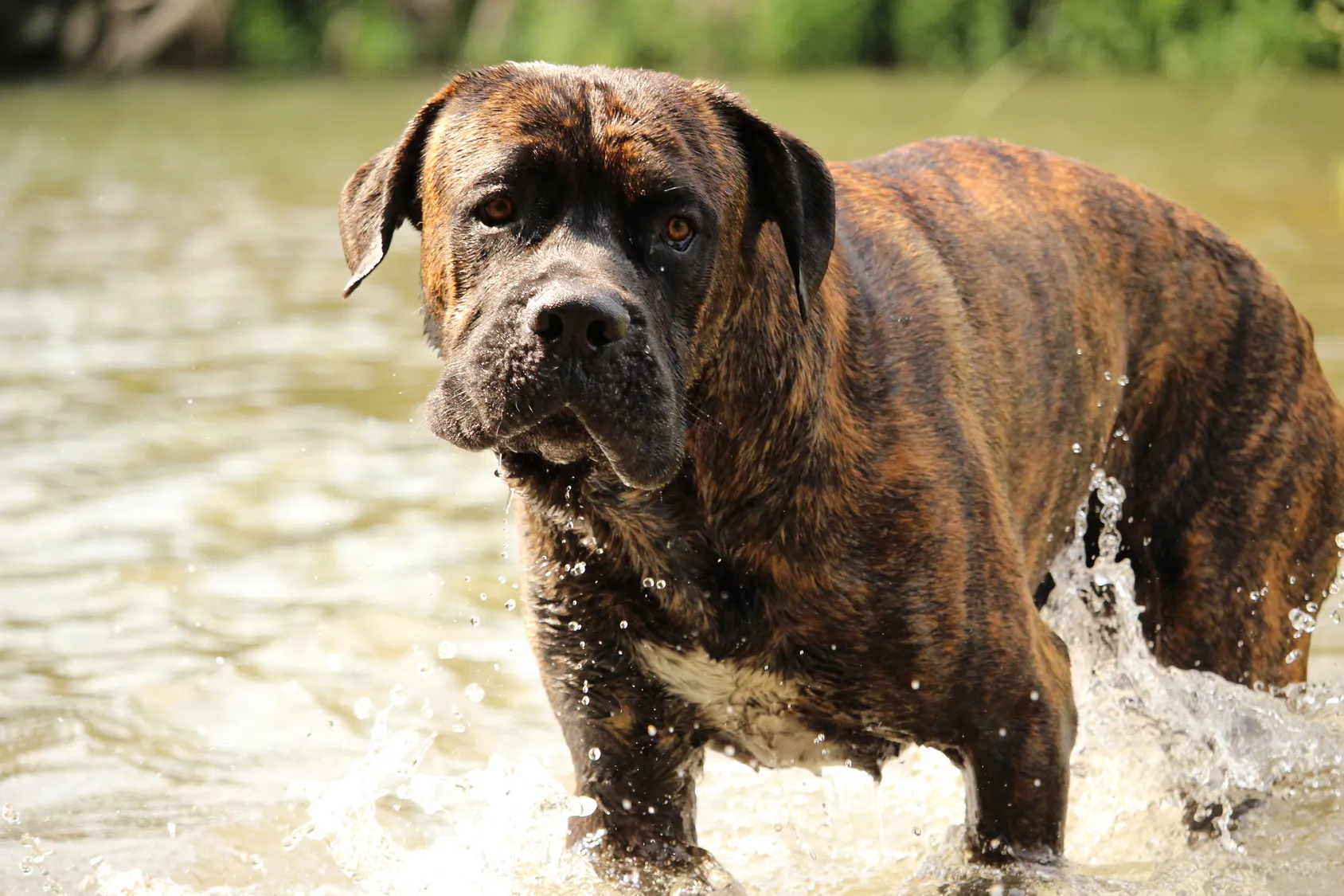 Brun cane corso