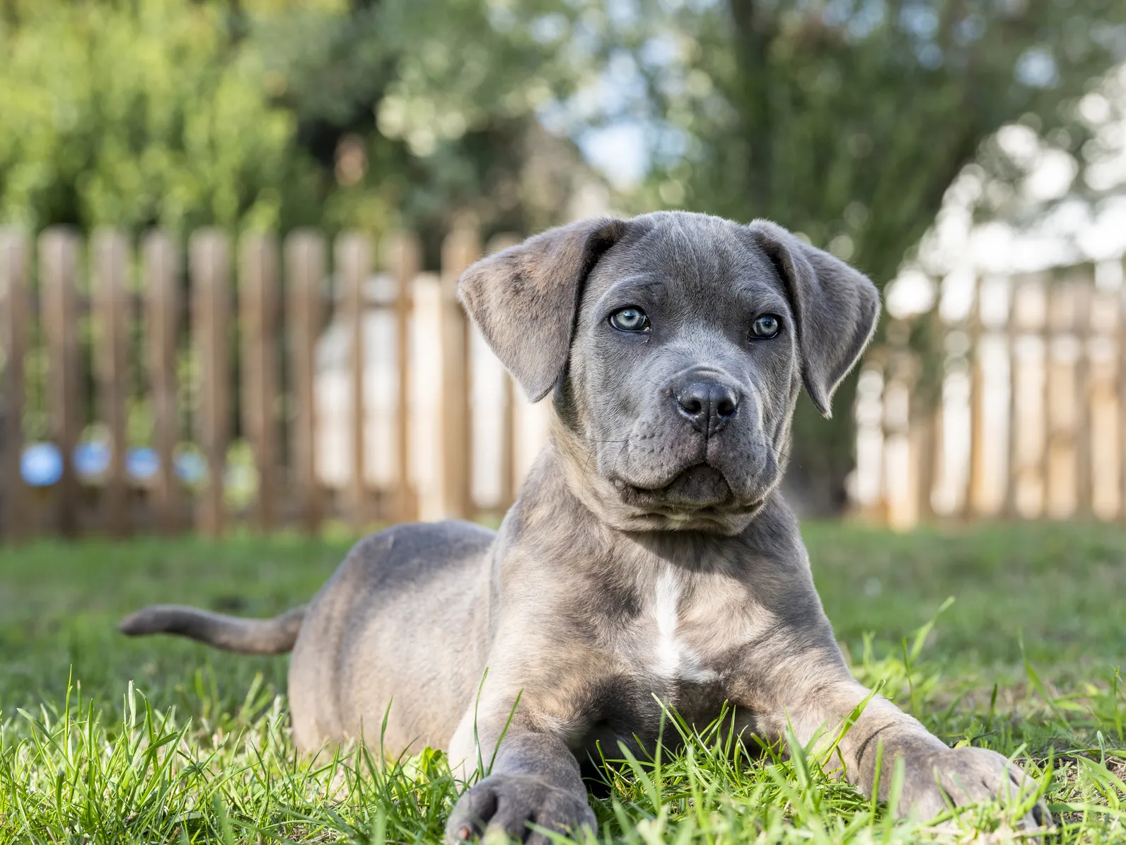 Cane corso-valp på gresset