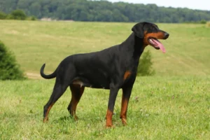 Dobermann