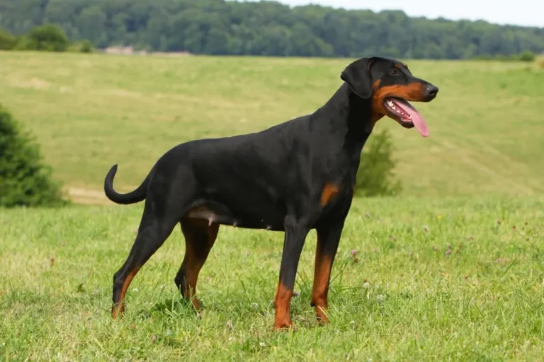 Dobermann på gresset