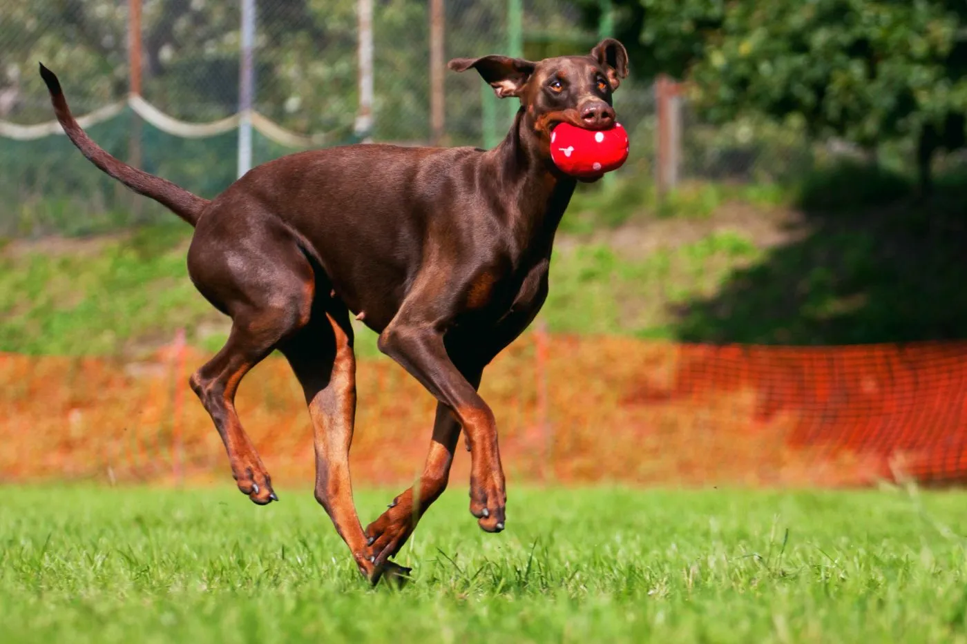 Dobermann under lek