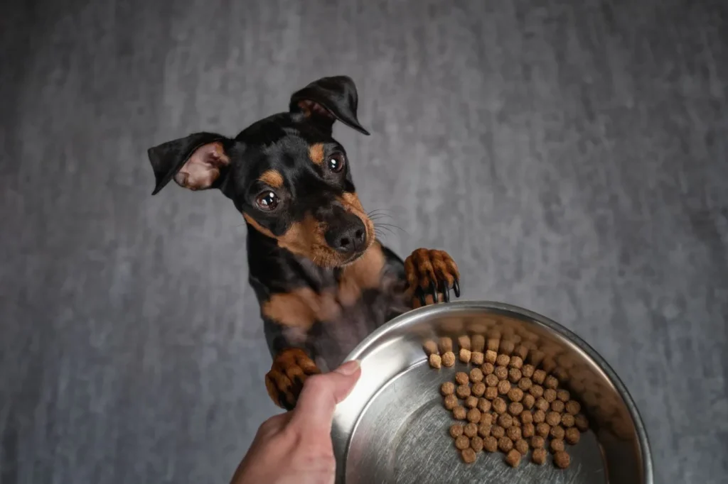 Tørrfôr til dobermann
