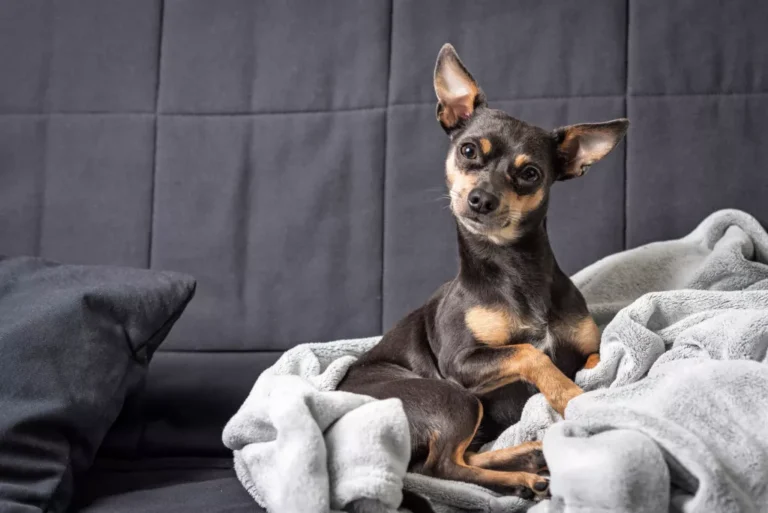 Dvergpinscher på sofaen