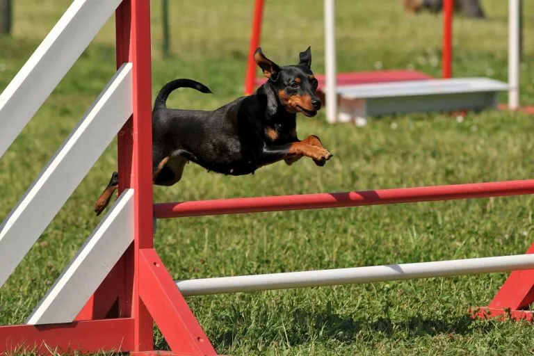 Dvergpinscher hopper over hindringen