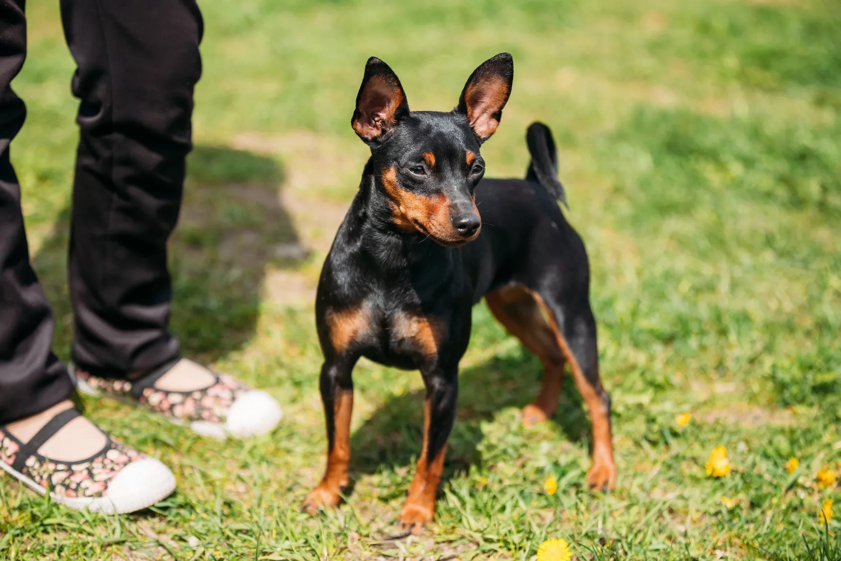 Dvergpinscher med eieren