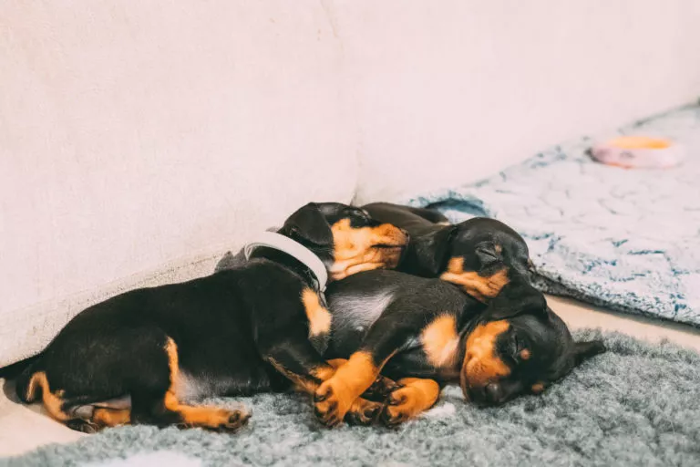 Sovende dvergpinscher valper