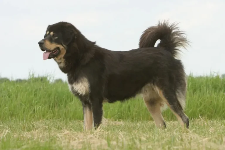 Tibetansk mastiff på gresset