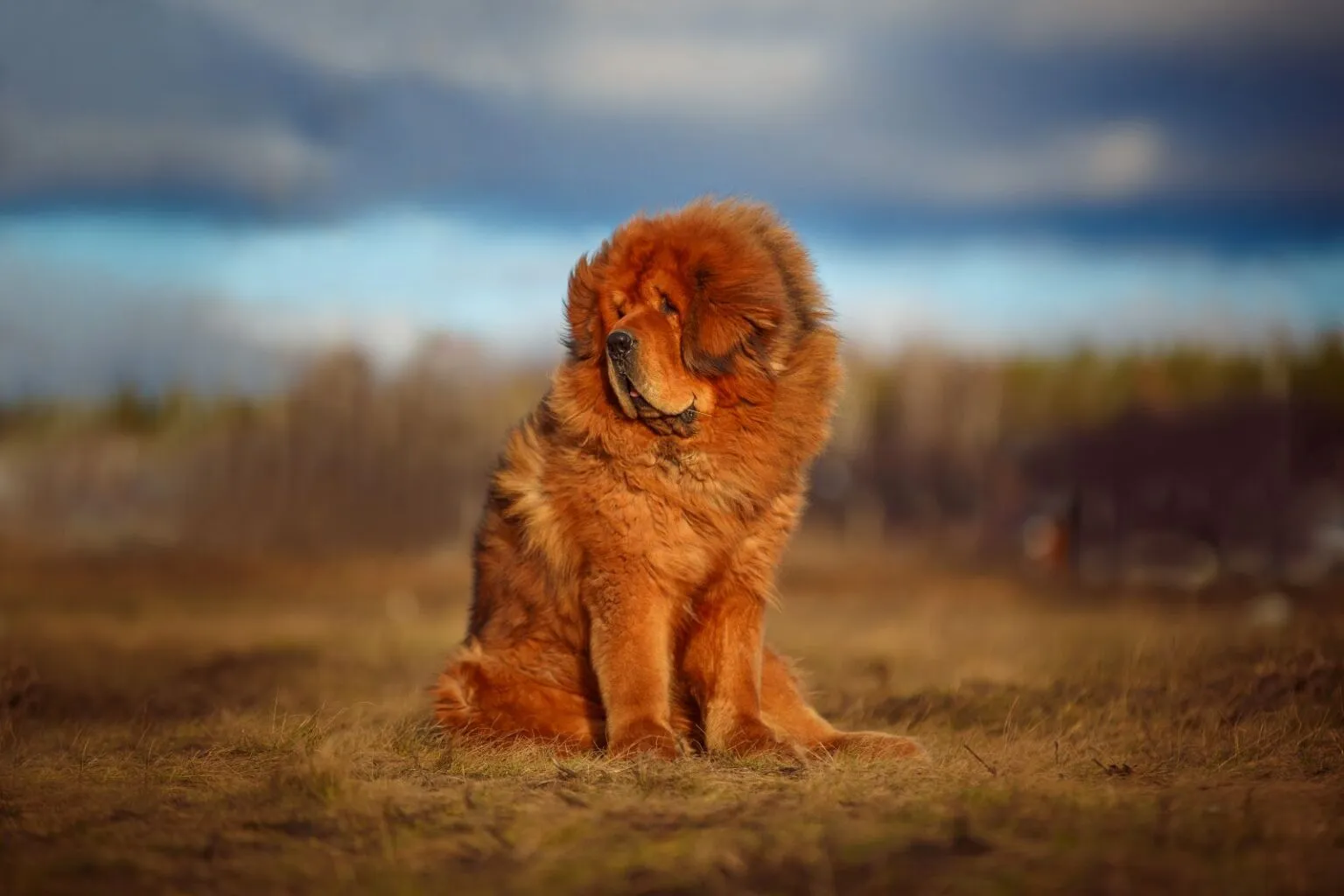 Tibetansk mastiff på enga