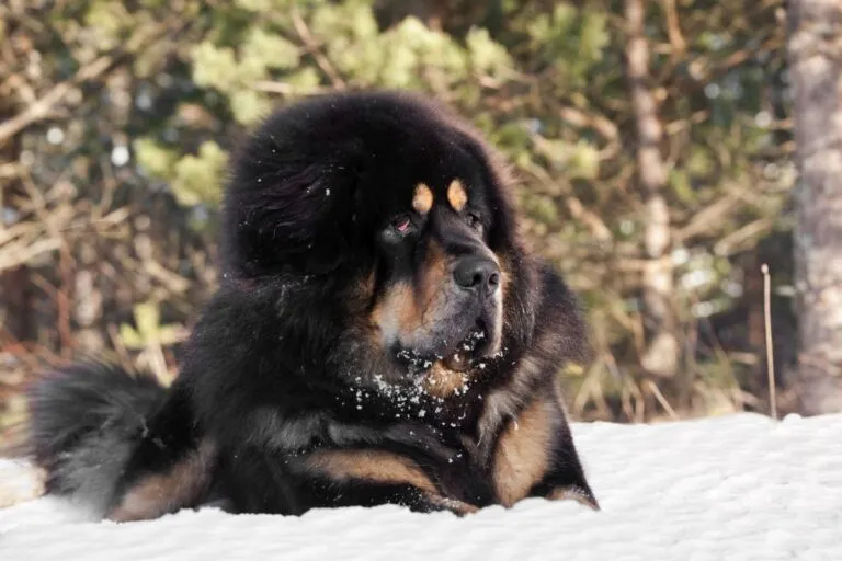 Tibetansk mastiff i snøen