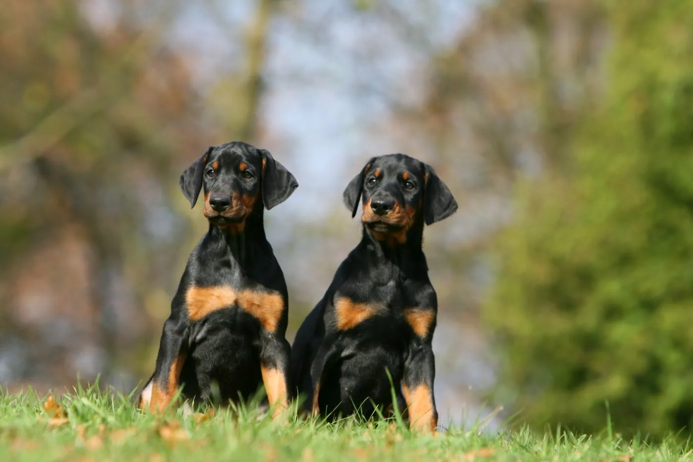 Et par dobermanner på gresset